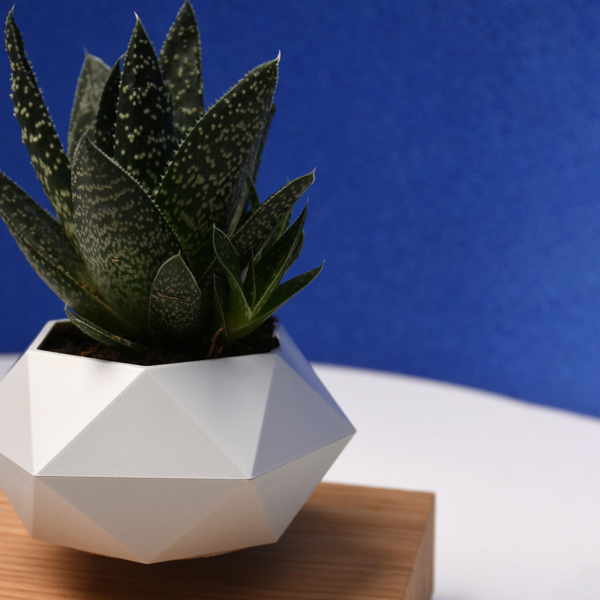 Flote Levitating Air Pot – Floating Plant Pot – Planter for Bonsai or Air Plants – Magic Magnetic Levitation Design – Unique Gift – Minimalist